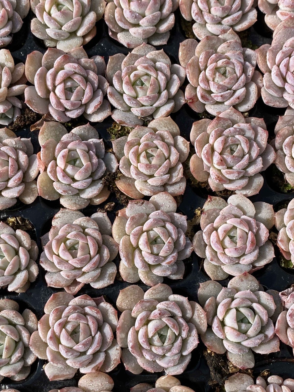 新発売 X51 オンチョウ 105苗セット 土と根付き 多肉植物 エケベリア