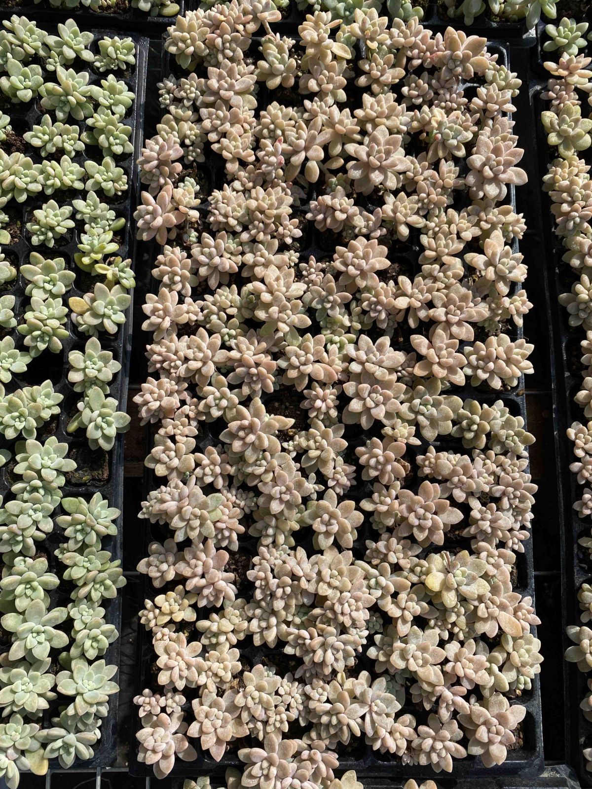 新入荷 チーズケーキ 鮮やかな105苗セット 土と根付き 多肉植物