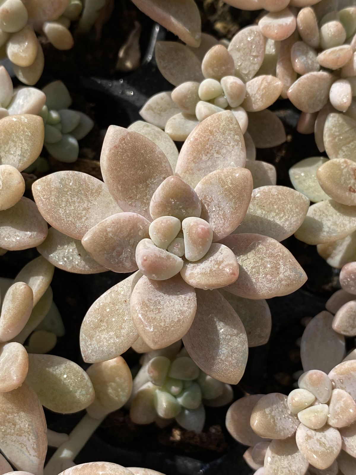 新入荷 チーズケーキ 鮮やかな105苗セット 土と根付き 多肉植物