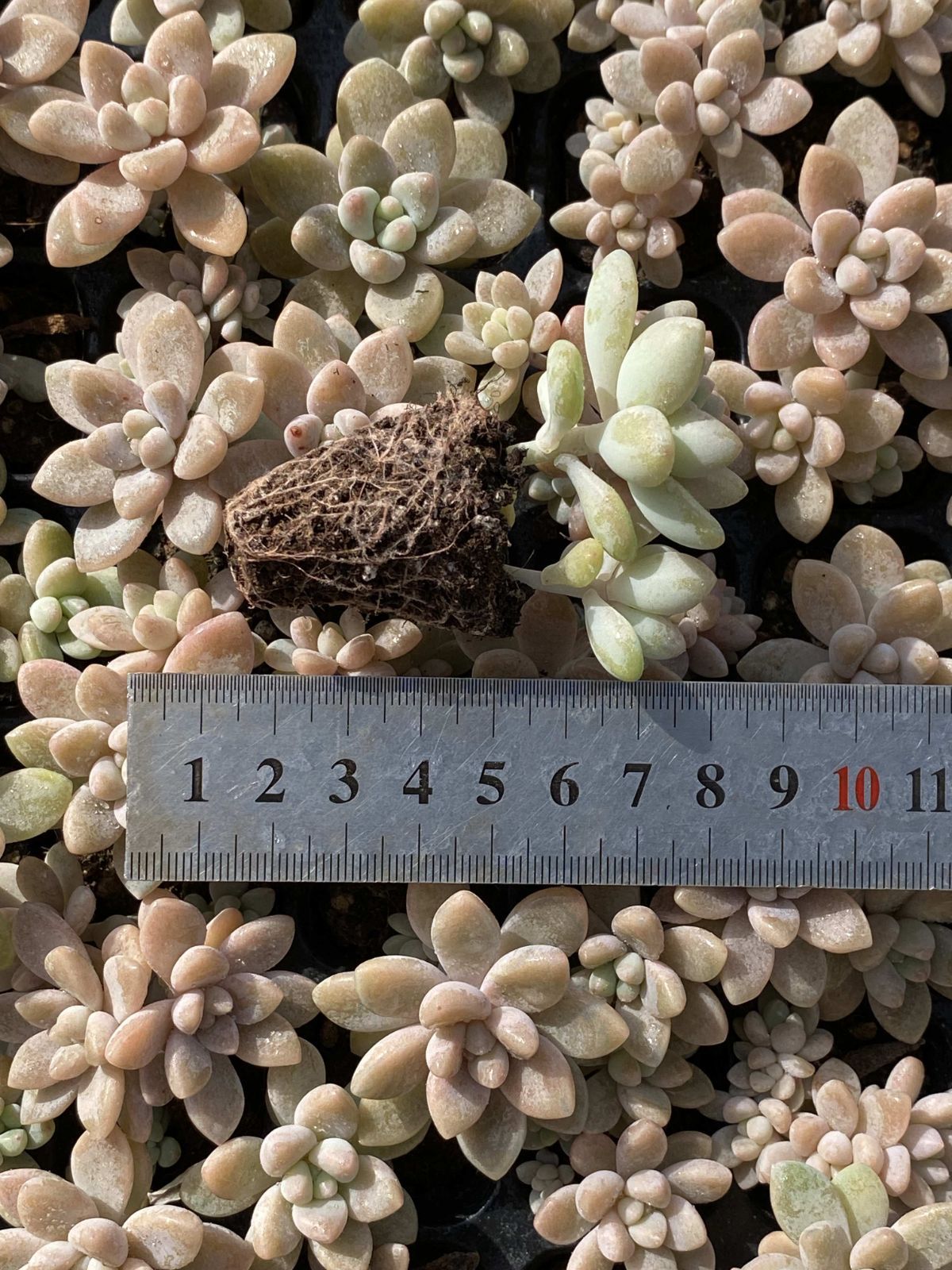 新入荷 チーズケーキ 鮮やかな105苗セット 土と根付き 多肉植物