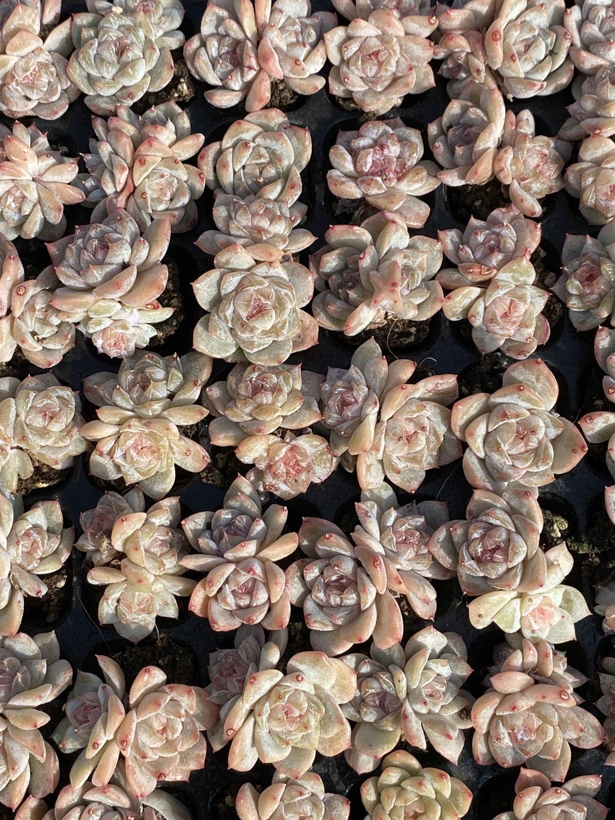 新発売 X58 ピンクダイヤ 105苗セット 土と根付き 多肉植物 エケベリア