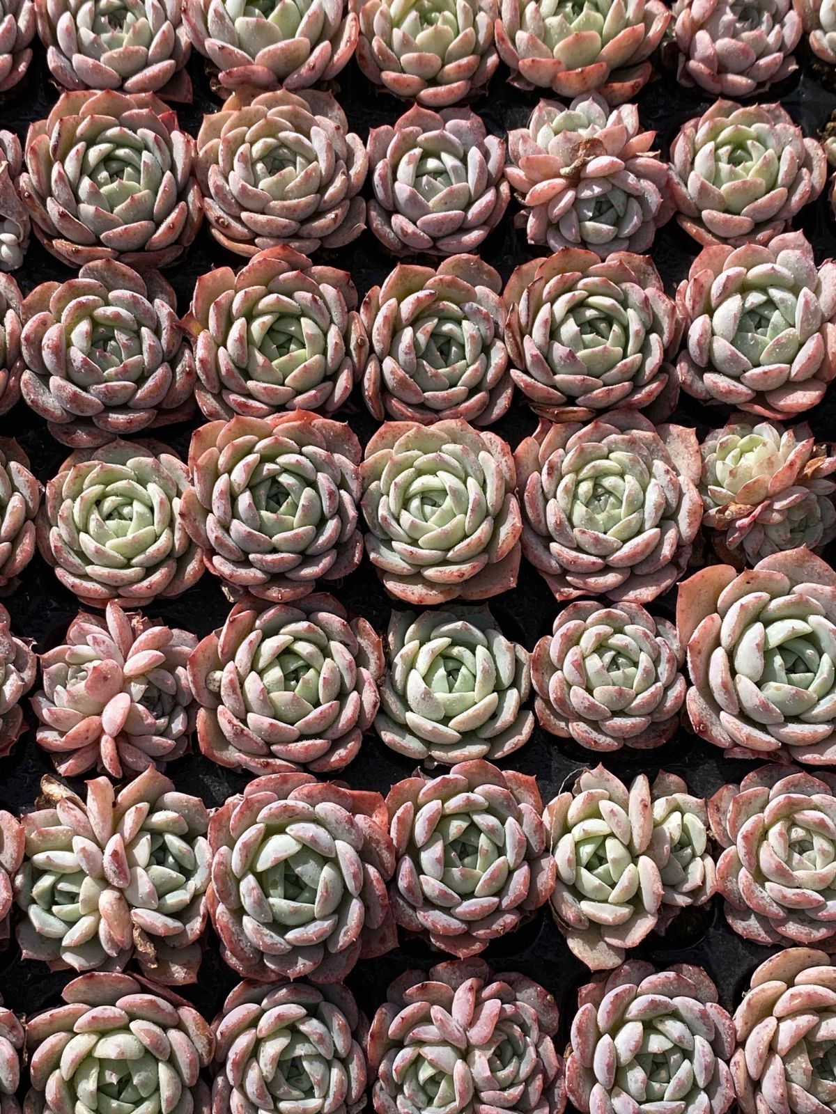 新発売 X59 バンサ 105苗セット 土と根付き 多肉植物 エケベリア 韓国