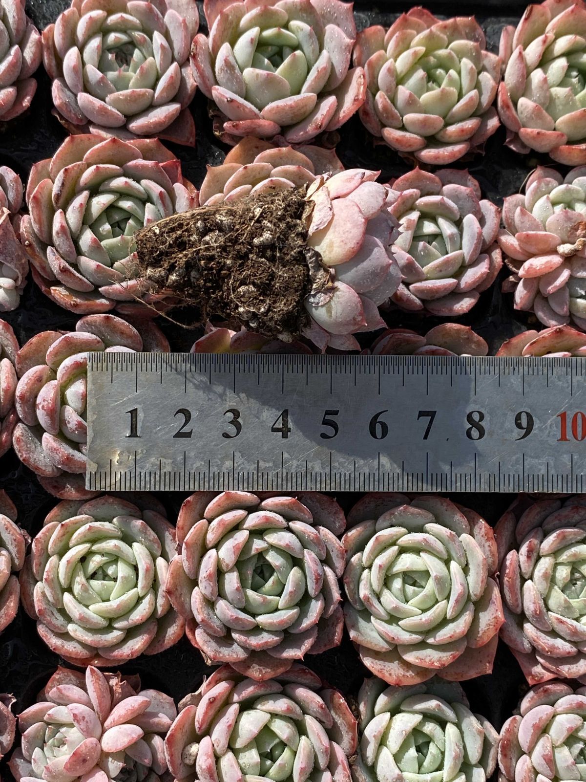 K*Z様 R19 15種類の土と根付き105苗セット 多肉 エケベリア 韓国苗