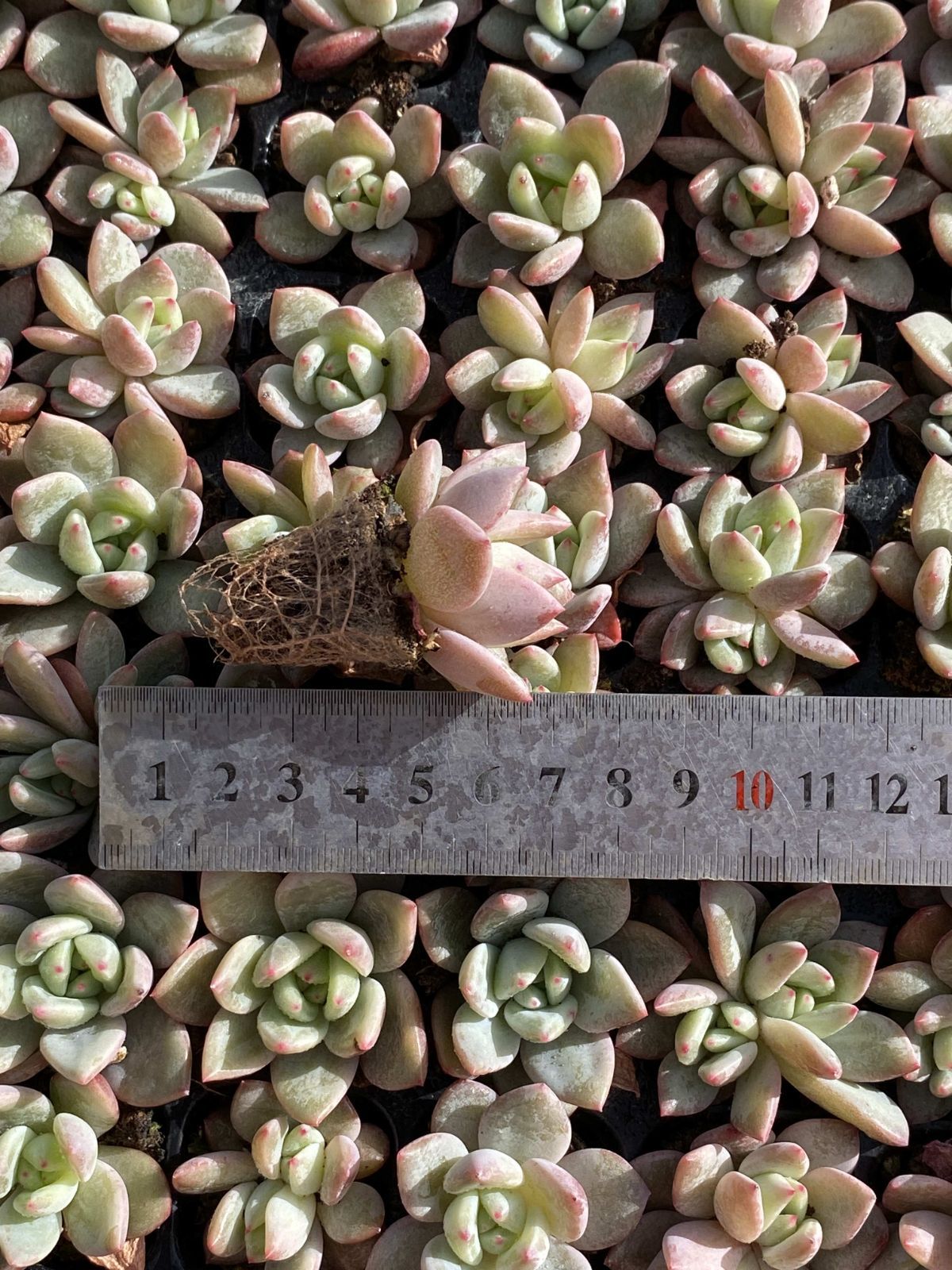 新発売 X64 シャンペン 105苗セット 土と根付き 多肉植物 エケベリア