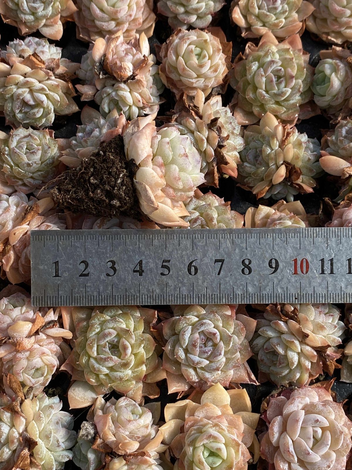 新発売 X69 セツガン 105苗セット 土と根付き 多肉植物 エケベリア