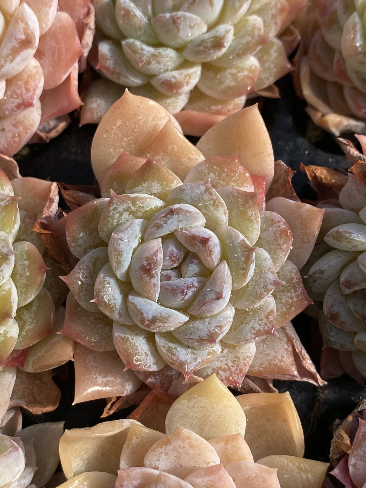 新発売 X69 セツガン 105苗セット 土と根付き 多肉植物 エケベリア