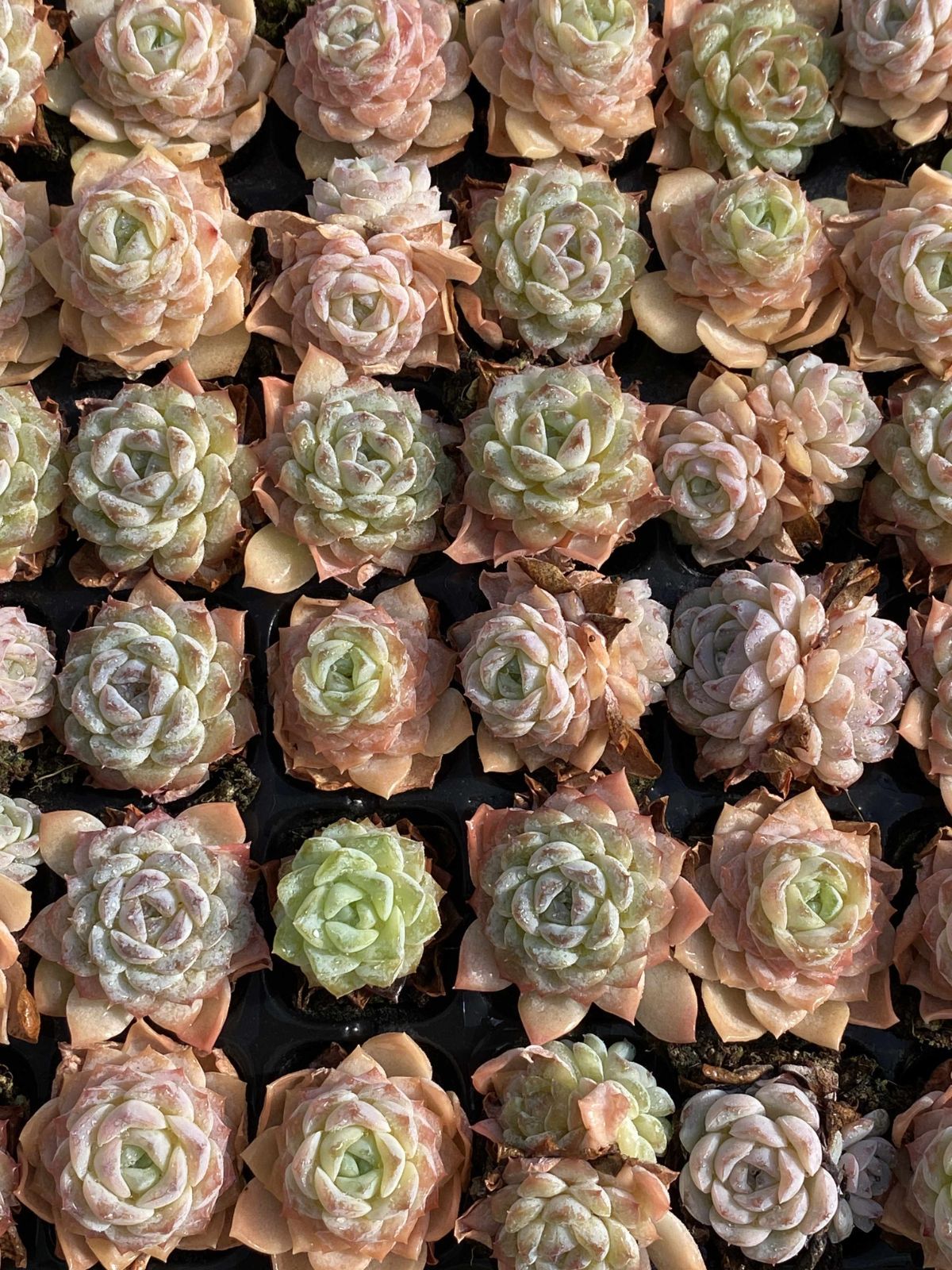 新発売 X69 セツガン 105苗セット 土と根付き 多肉植物 エケベリア