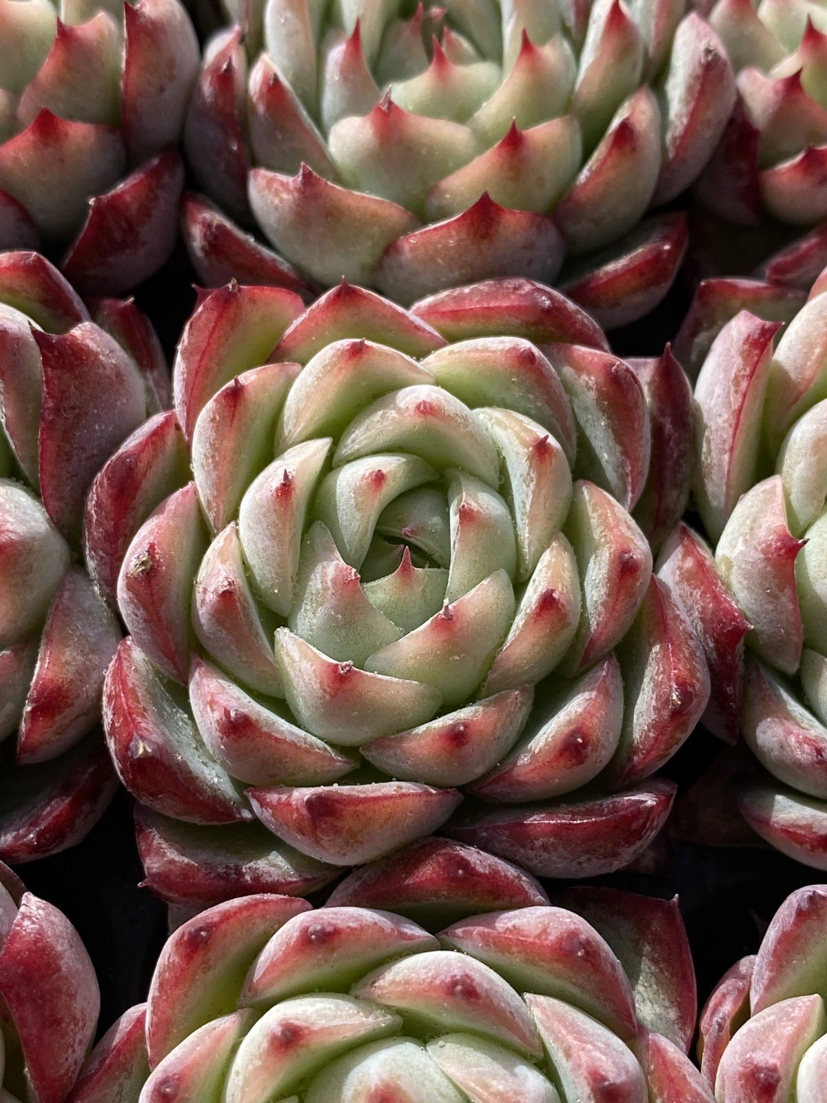 新発売 X71 ピンククリスタル 105苗セット 土と根付き 多肉植物