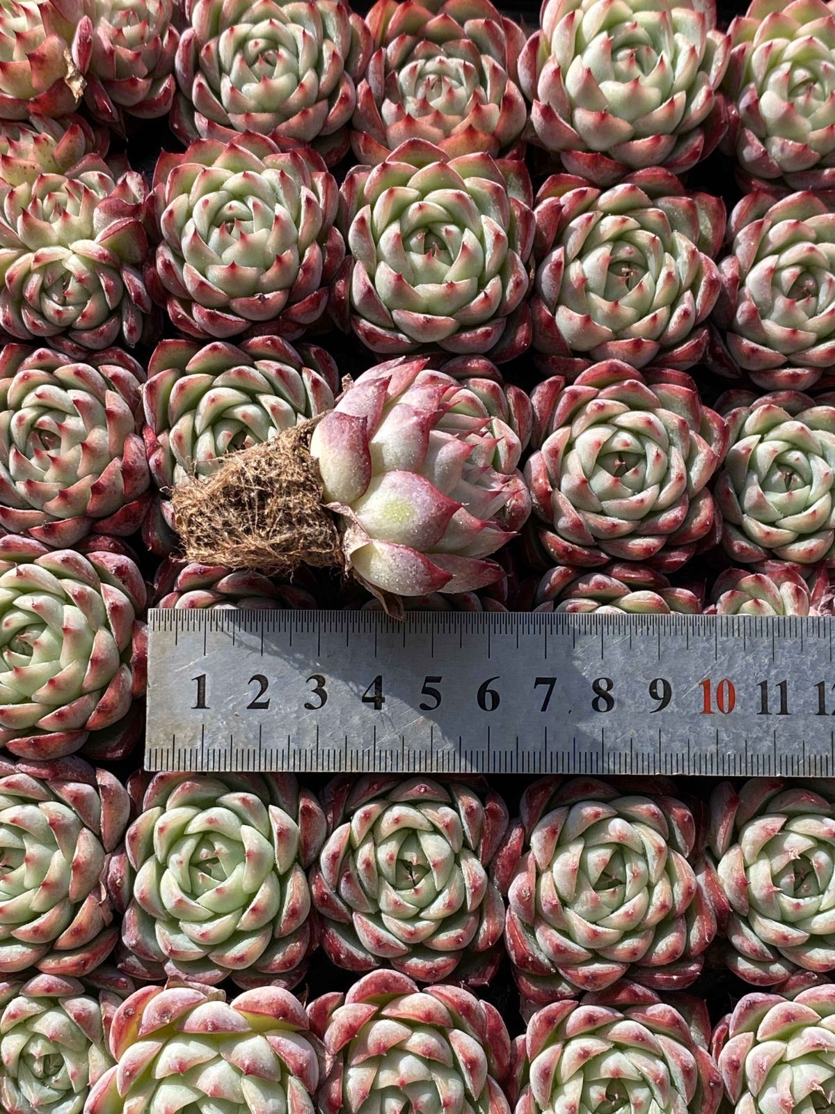 新発売 X71 ピンククリスタル 105苗セット 土と根付き 多肉植物