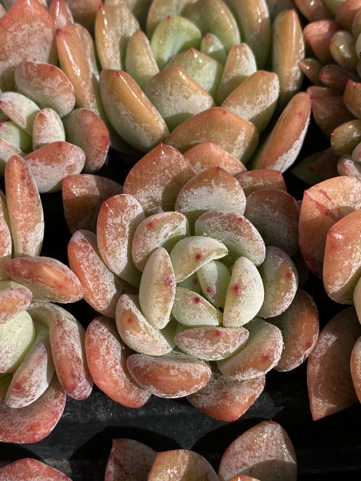 新発売 X72 オールスター 105苗セット 土と根付き 多肉植物 エケベリア