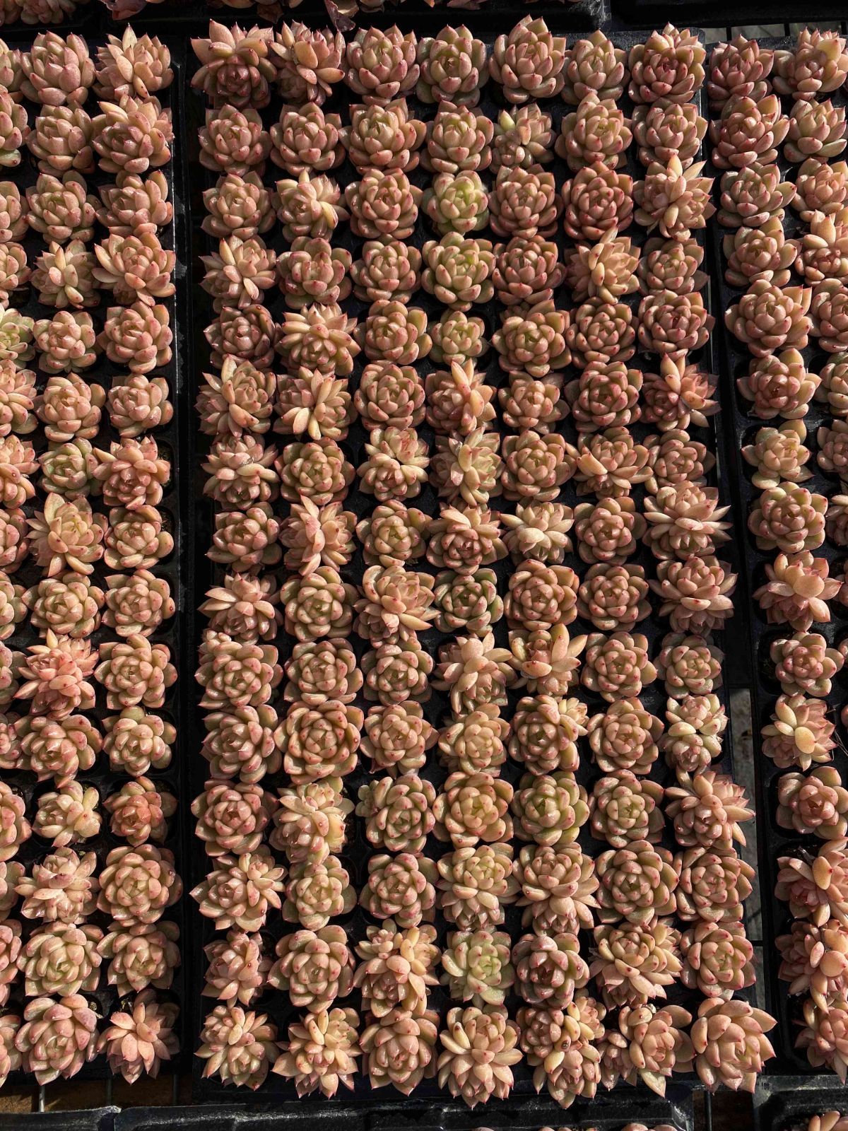 新発売 X78 セイクウ 105苗セット 土と根付き 多肉植物 エケベリア