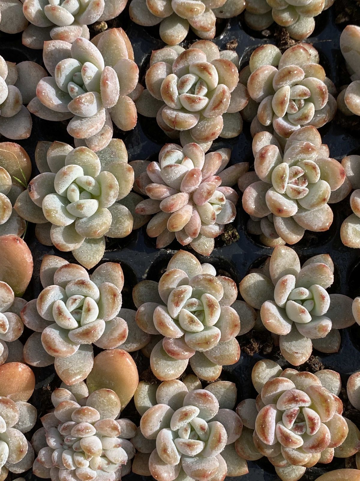 新発売 X79 ホシユキ 105苗セット 土と根付き 多肉植物 エケベリア