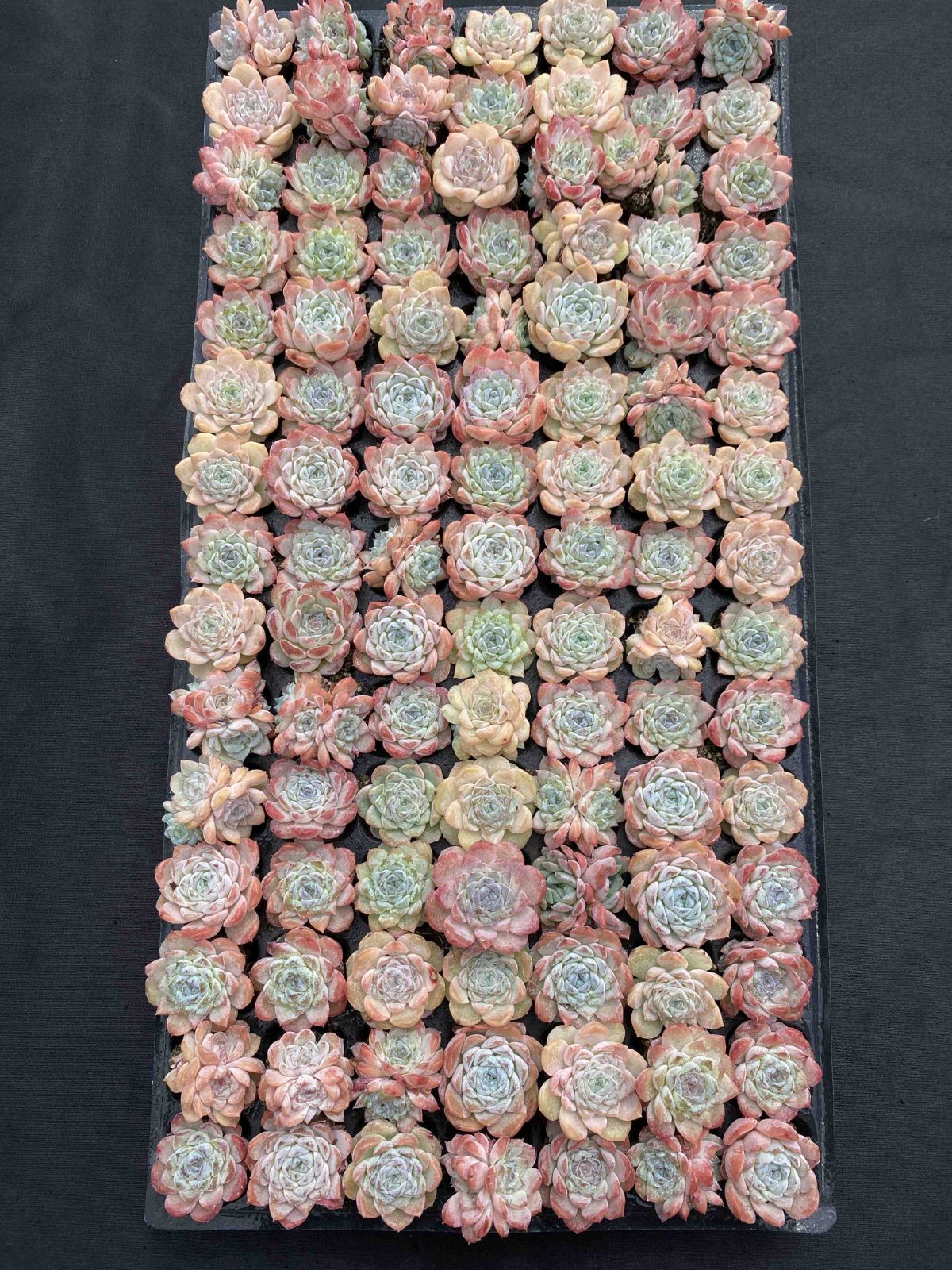 新発売 X81 フロスティング 105苗セット 土と根付き 多肉植物