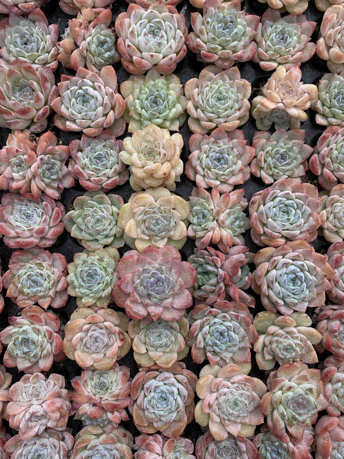 新発売 X81 フロスティング 105苗セット 土と根付き 多肉植物