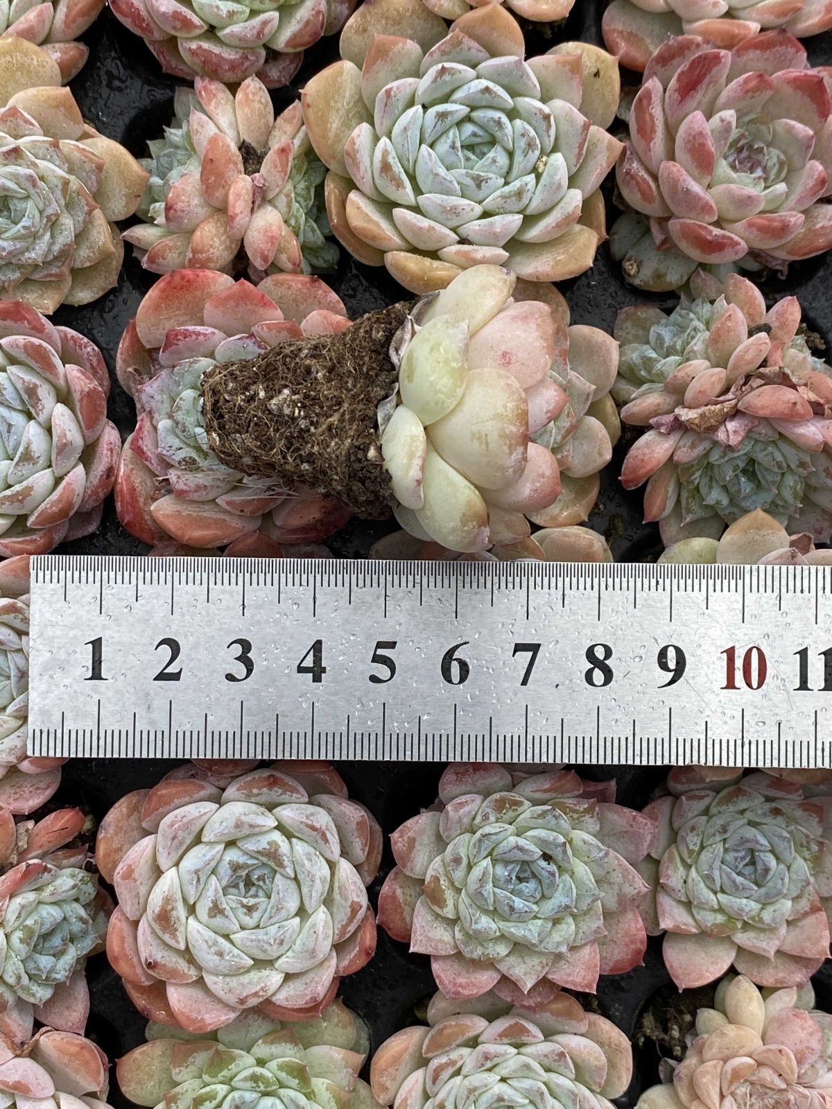 新発売 X81 フロスティング 105苗セット 土と根付き 多肉植物