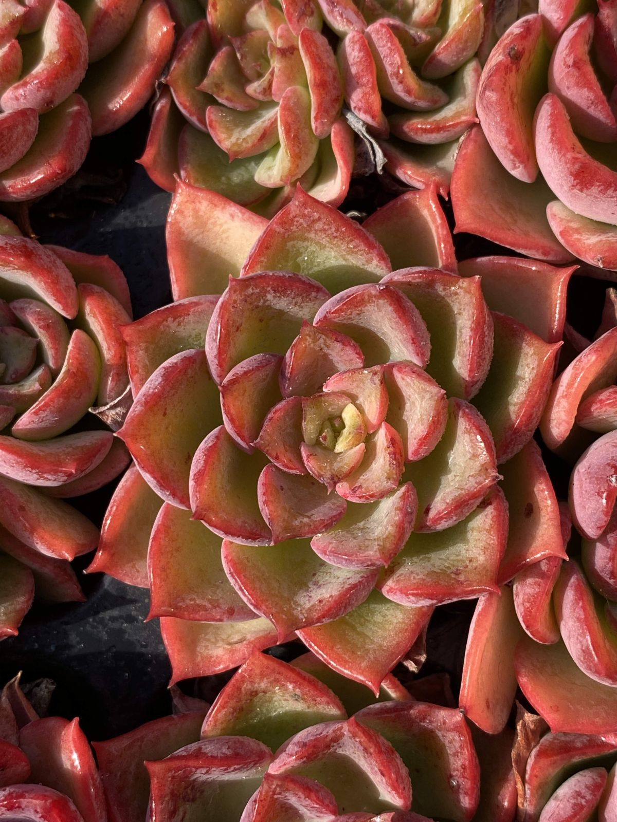 新入荷 コウキ 鮮やかな105苗セット 土と根付き 多肉植物 エケベリア