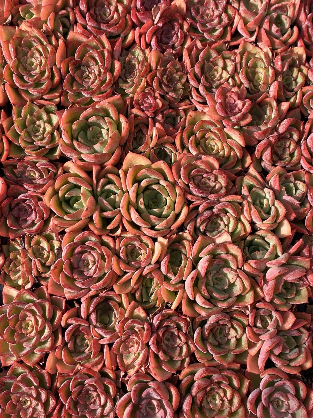 新入荷 コウキ 鮮やかな105苗セット 土と根付き 多肉植物 エケベリア