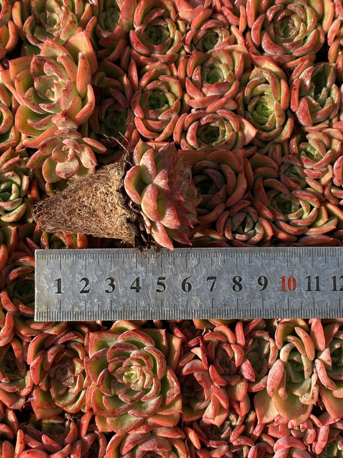 新入荷 コウキ 鮮やかな105苗セット 土と根付き 多肉植物 エケベリア