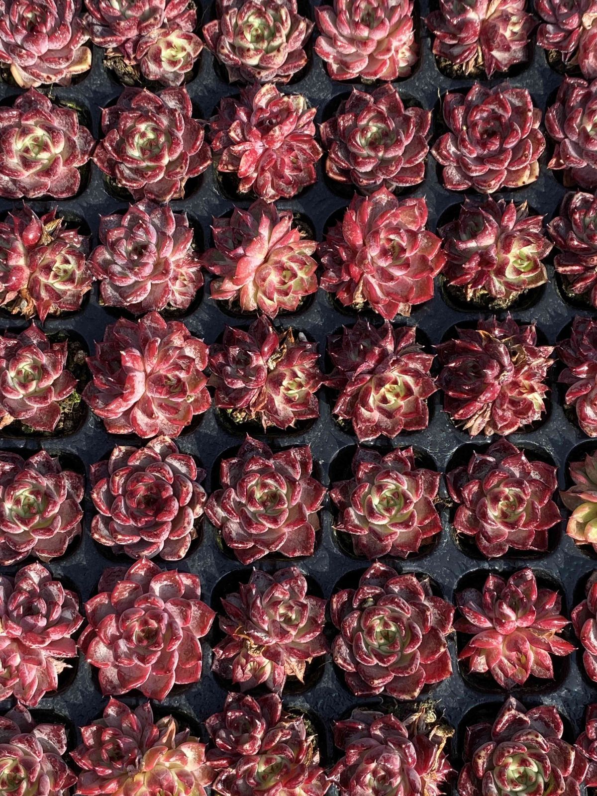 新入荷 ブラックナイト 鮮やかな105苗セット 土と根付き 多肉植物