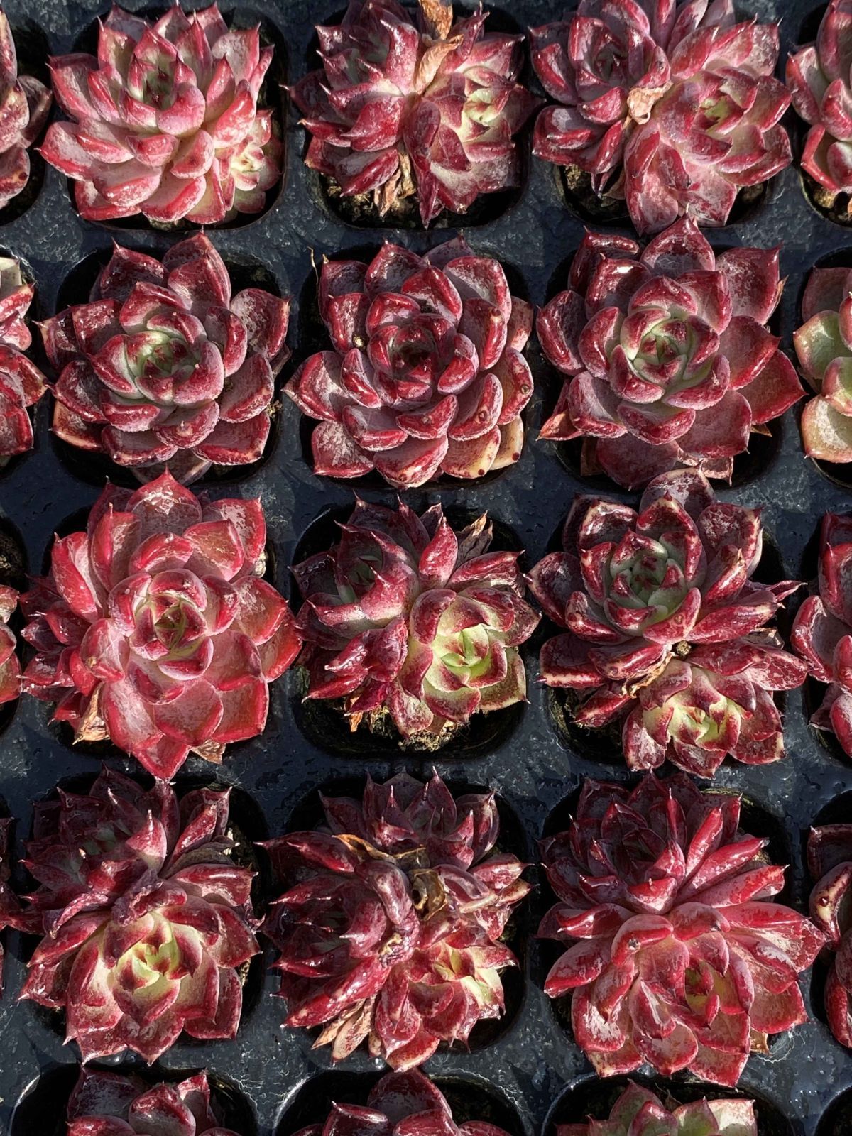 新入荷 ブラックナイト 鮮やかな105苗セット 土と根付き 多肉植物