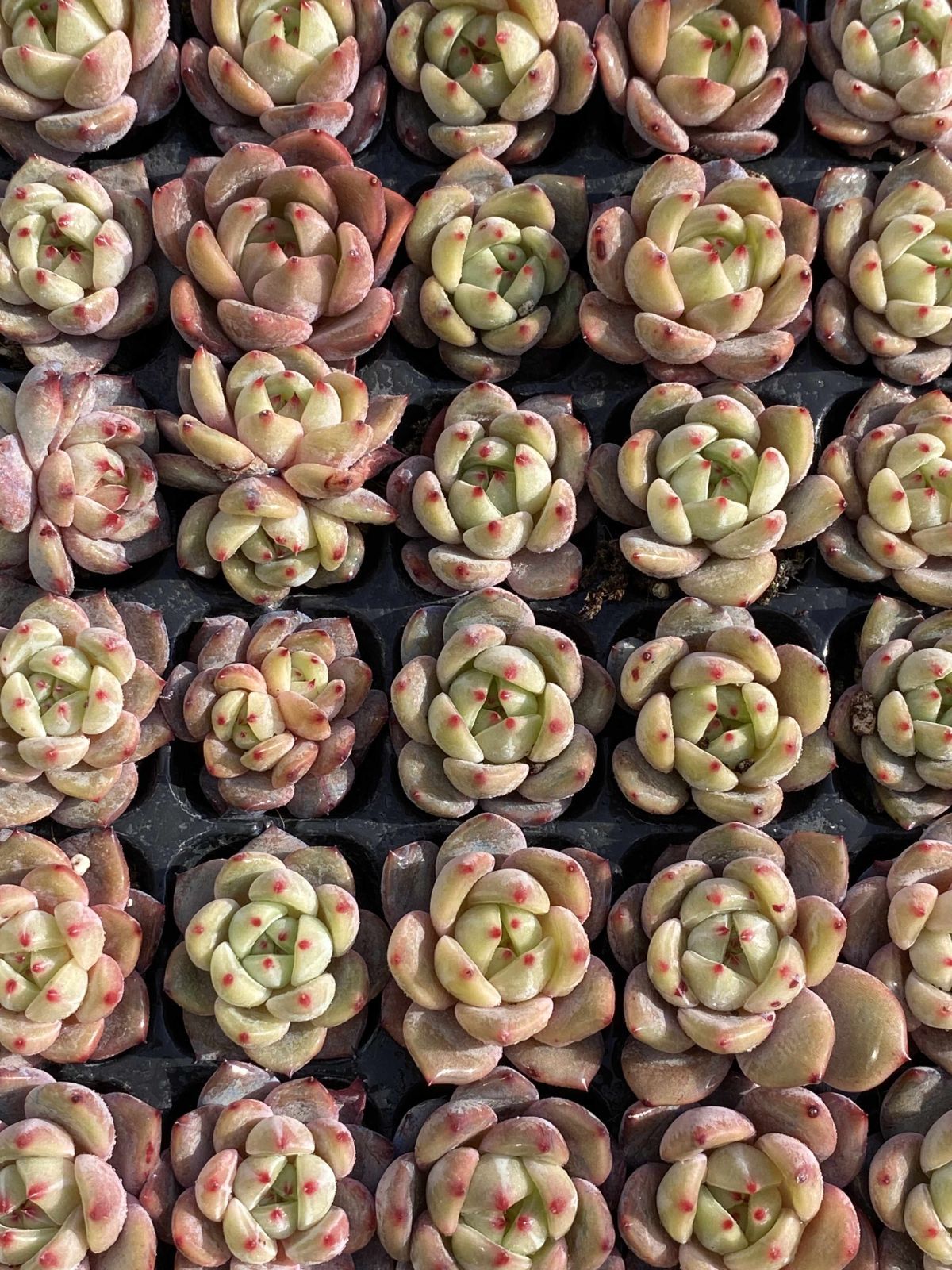 新発売 X87 キューオレンジ 105苗セット 土と根付き 多肉植物