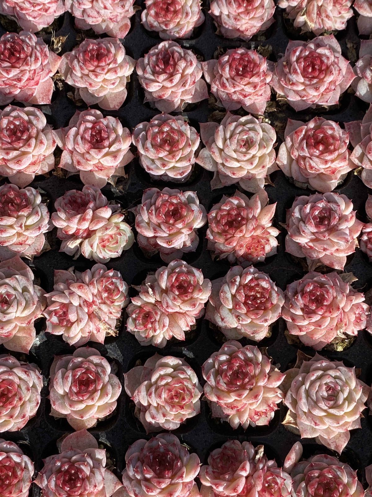 新発売 X89 ビロード 105苗セット 土と根付き 多肉植物 エケベリア