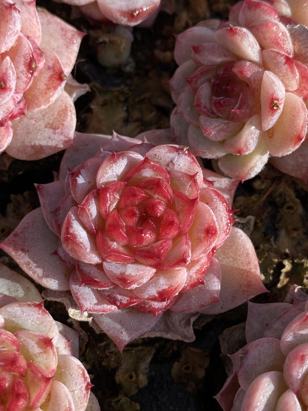 新発売 X89 ビロード 105苗セット 土と根付き 多肉植物 エケベリア