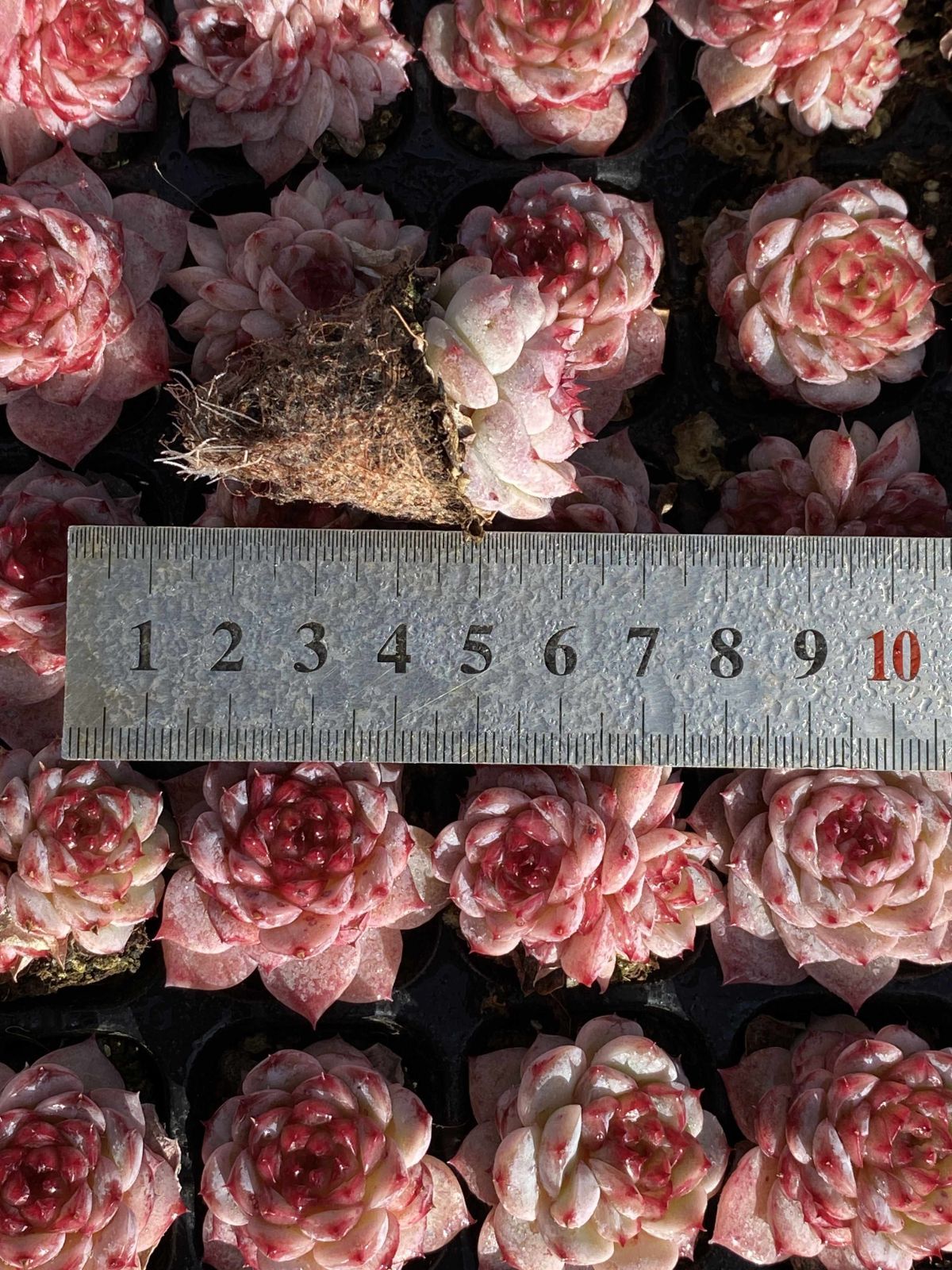 新発売 X89 ビロード 105苗セット 土と根付き 多肉植物 エケベリア