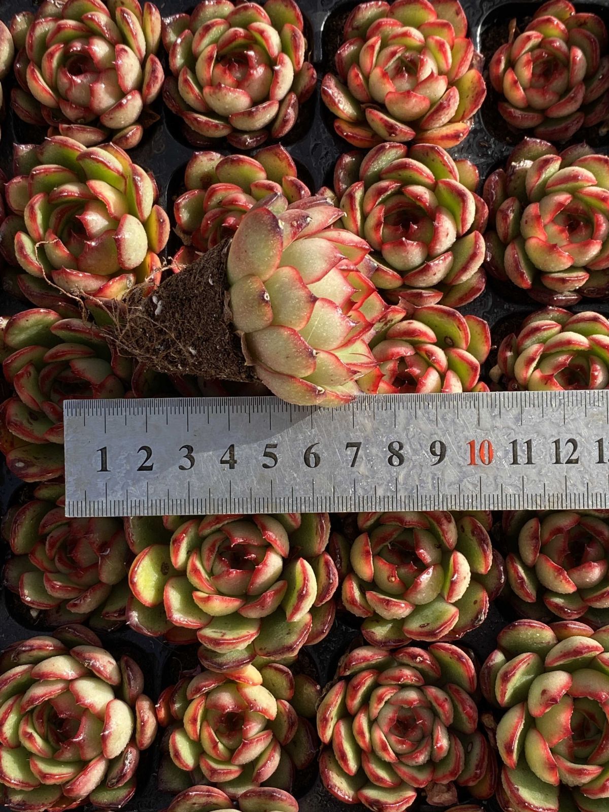 新入荷 ポリアンナ 鮮やかな105苗セット 土と根付き 多肉植物