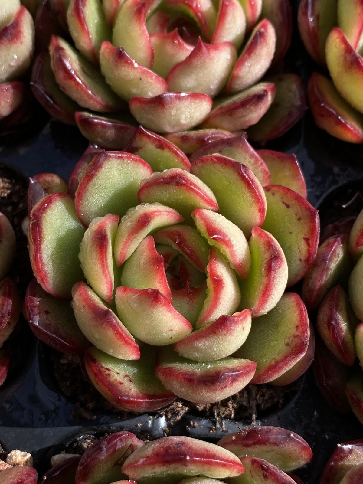 新入荷 ポリアンナ 鮮やかな105苗セット 土と根付き 多肉植物