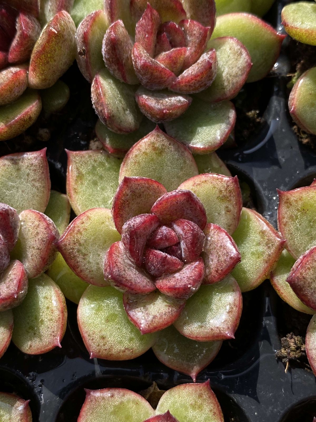 新発売 X97 ブラッククリスタル 105苗セット 土と根付き 多肉植物