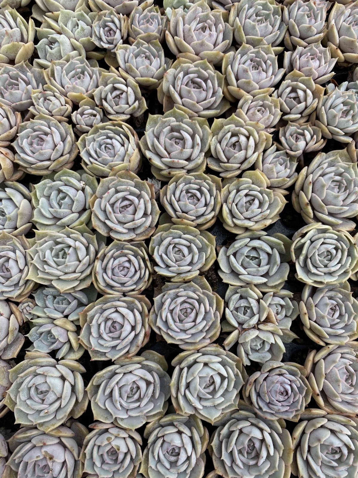 新入荷 ルナレン 鮮やかな105苗セット 土と根付き 多肉植物 エケベリア