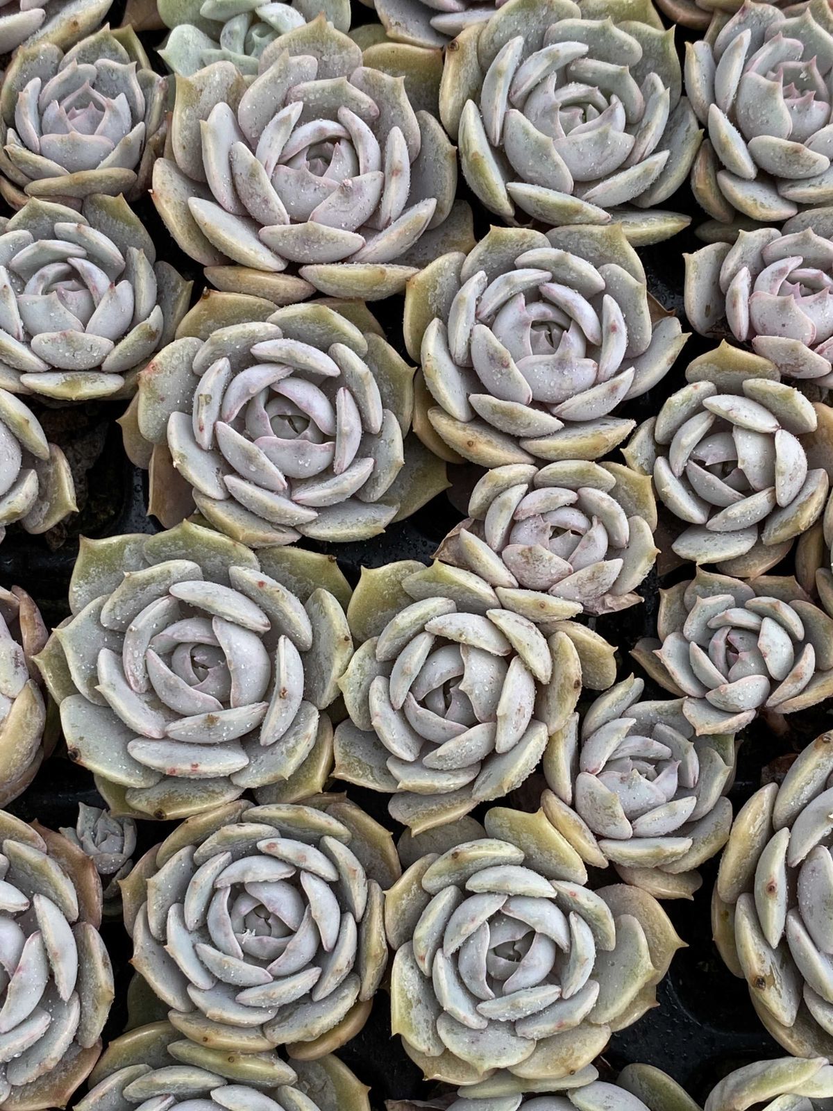 新入荷 ルナレン 鮮やかな105苗セット 土と根付き 多肉植物 エケベリア