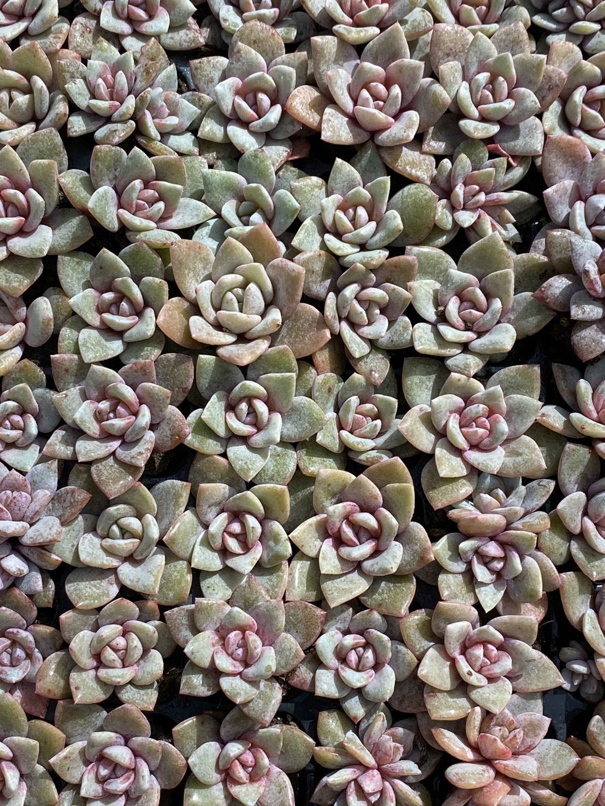 新入荷 ドイツシャンペン 鮮やかな105苗セット 土と根付き 多肉植物