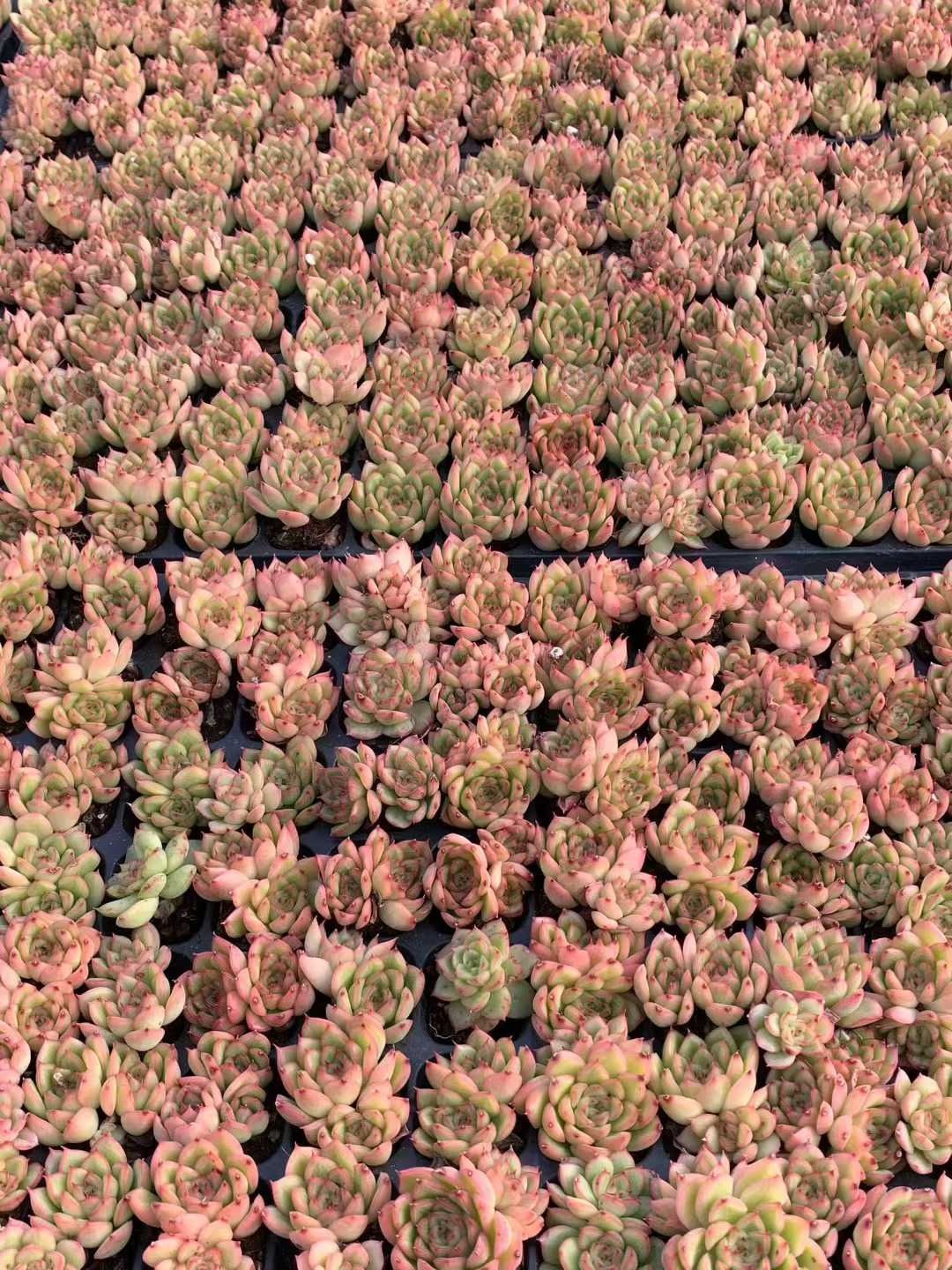 新発売 X145 フラッシュ 105苗セット 土と根付き 多肉植物 エケベリア