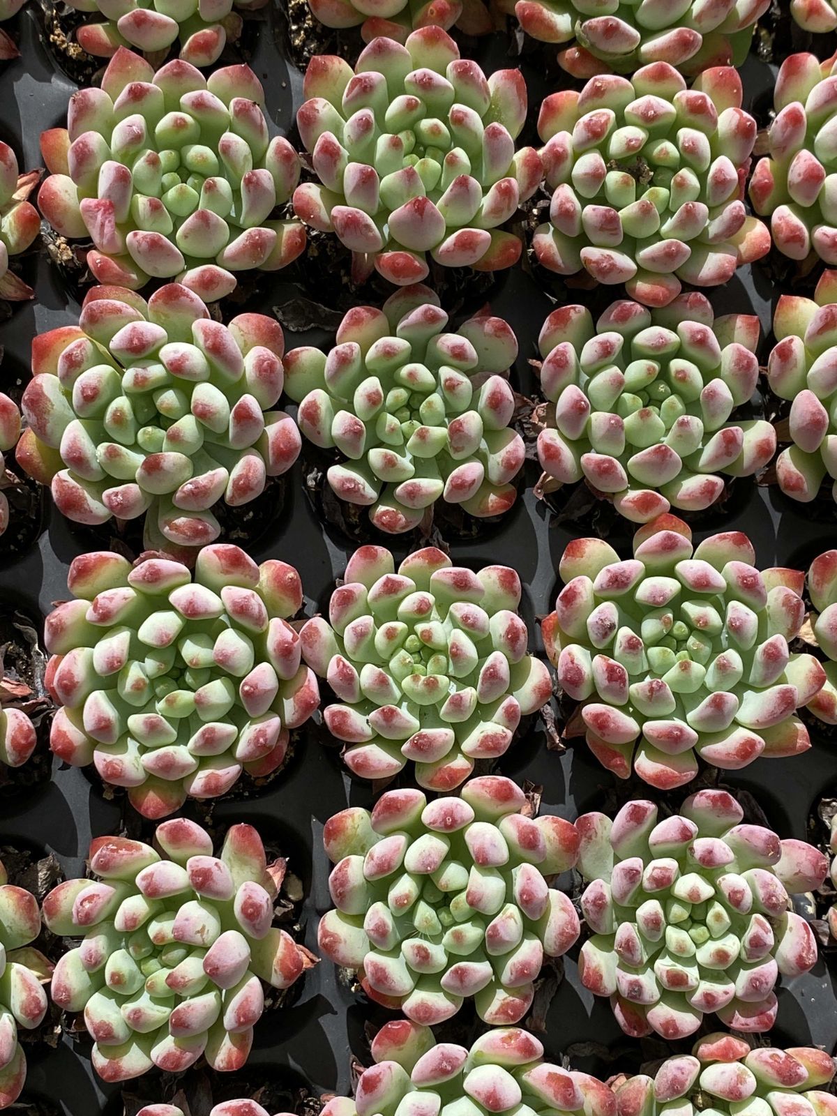 新発売 X166 ブルーアップル 72苗セット 土と根付き 多肉植物