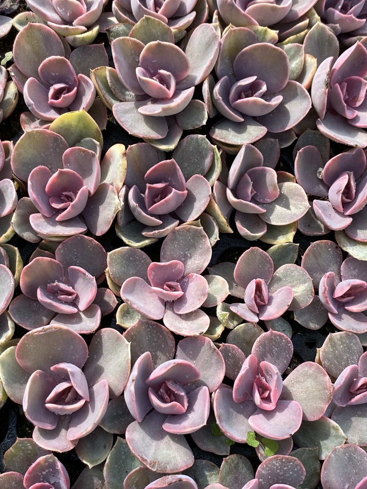 新発売 X188 レインボー 105苗セット 土と根付き 多肉植物 エケベリア