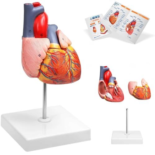 KIYOMARU 心臓模型 等身大 2パーツ分解 スタンダードモデル 人体模型