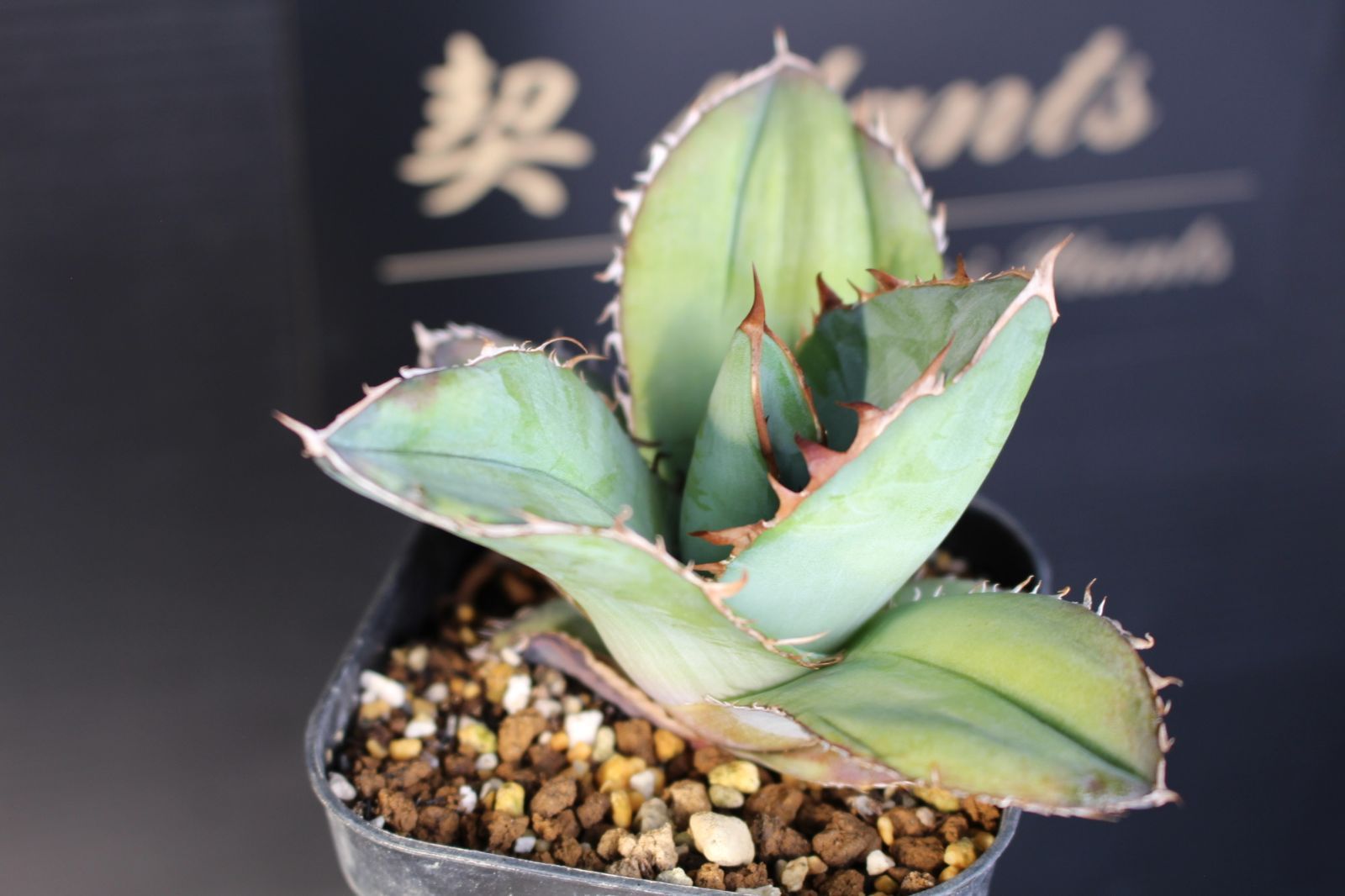 アガベ チタノタブルー / Agave titanota 'Blue' 信州実生 94 - メルカリ