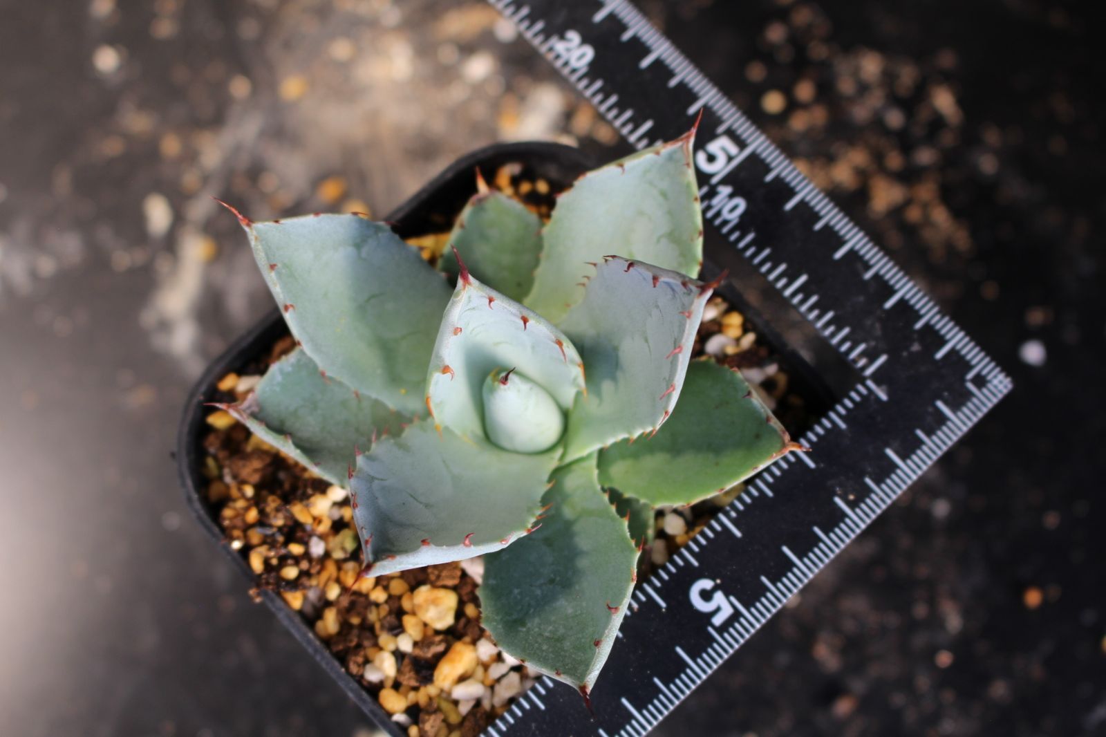 アガベ パリートランカータ / Agave parryi var. truncata 信州実生78