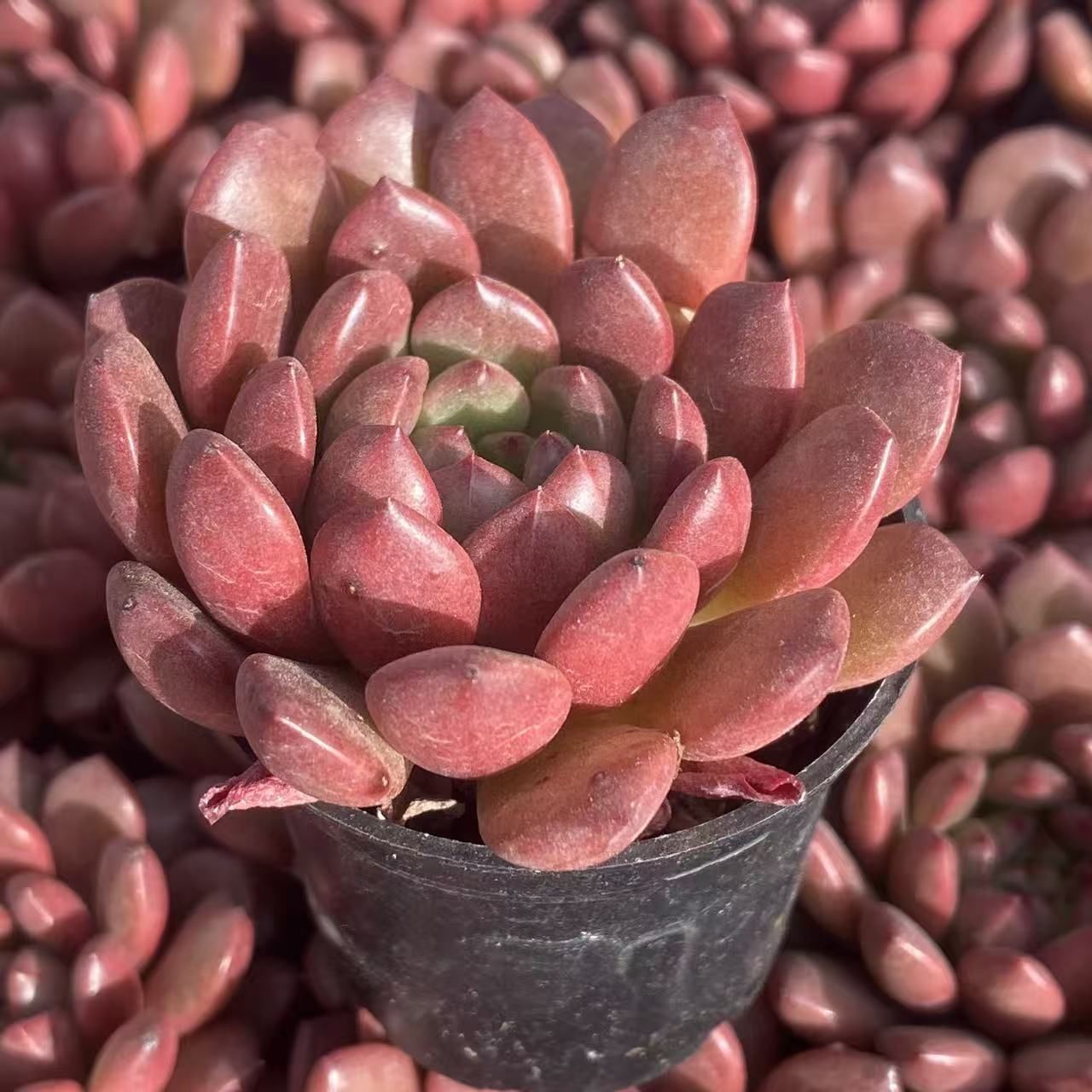 XY55 ルビー 10株 佐川にて発送 韓国苗 多肉植物 抜き苗 エケベリア 即