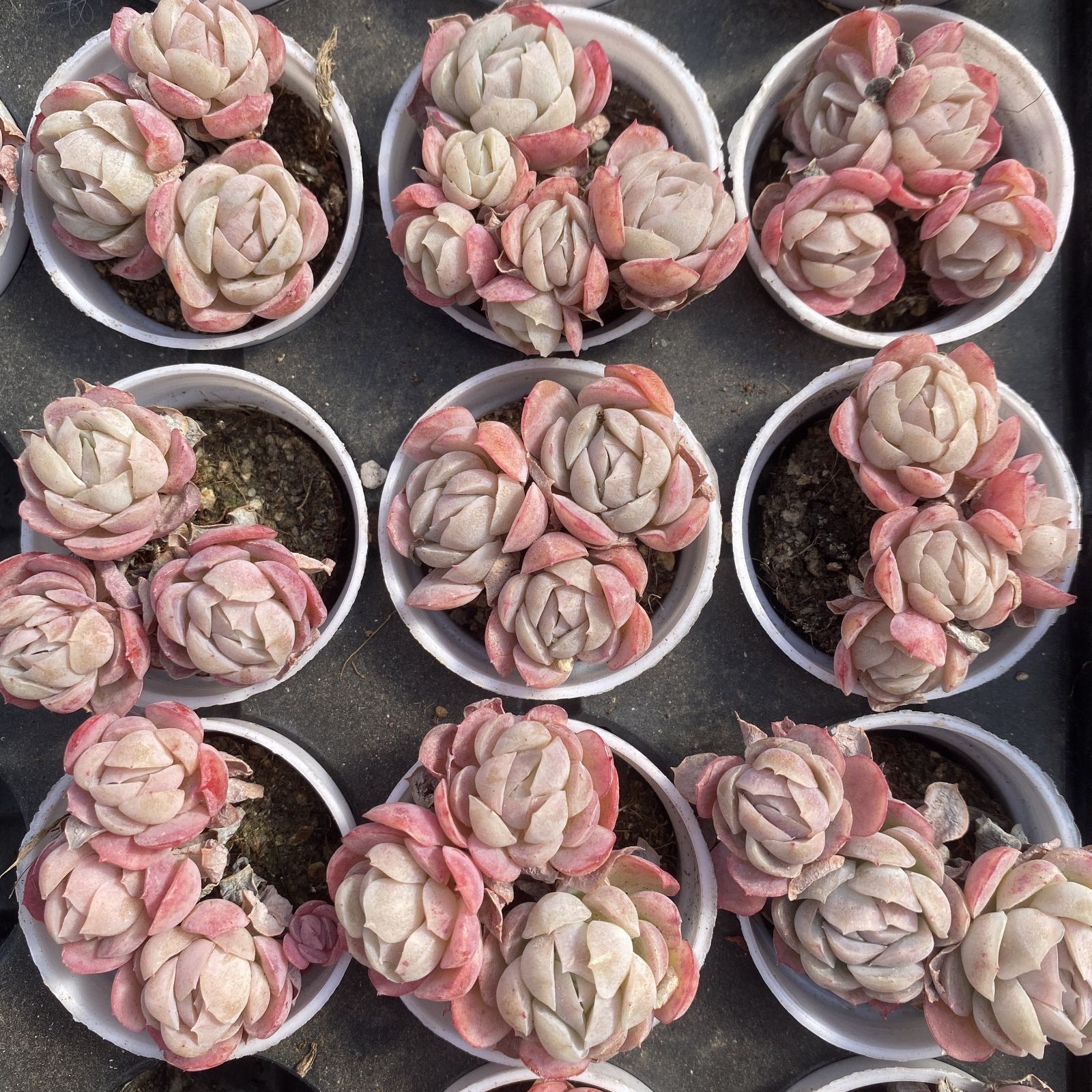 XY89 ベリー 10株 佐川にて発送 韓国苗 多肉植物 抜き苗 エケベリア 即