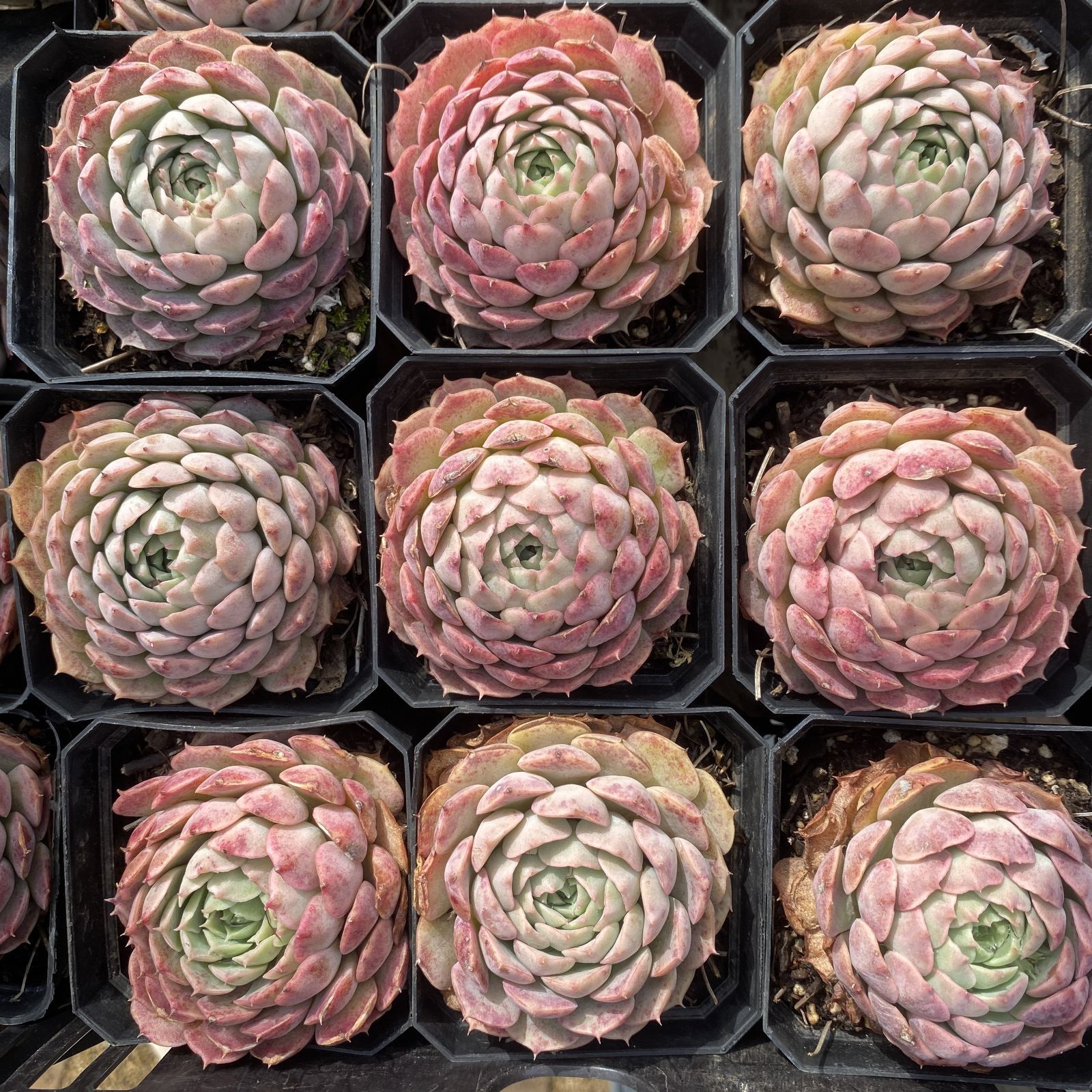 XY154 シュサシ 10株 佐川にて発送 韓国苗 多肉植物 抜き苗 エケベリア