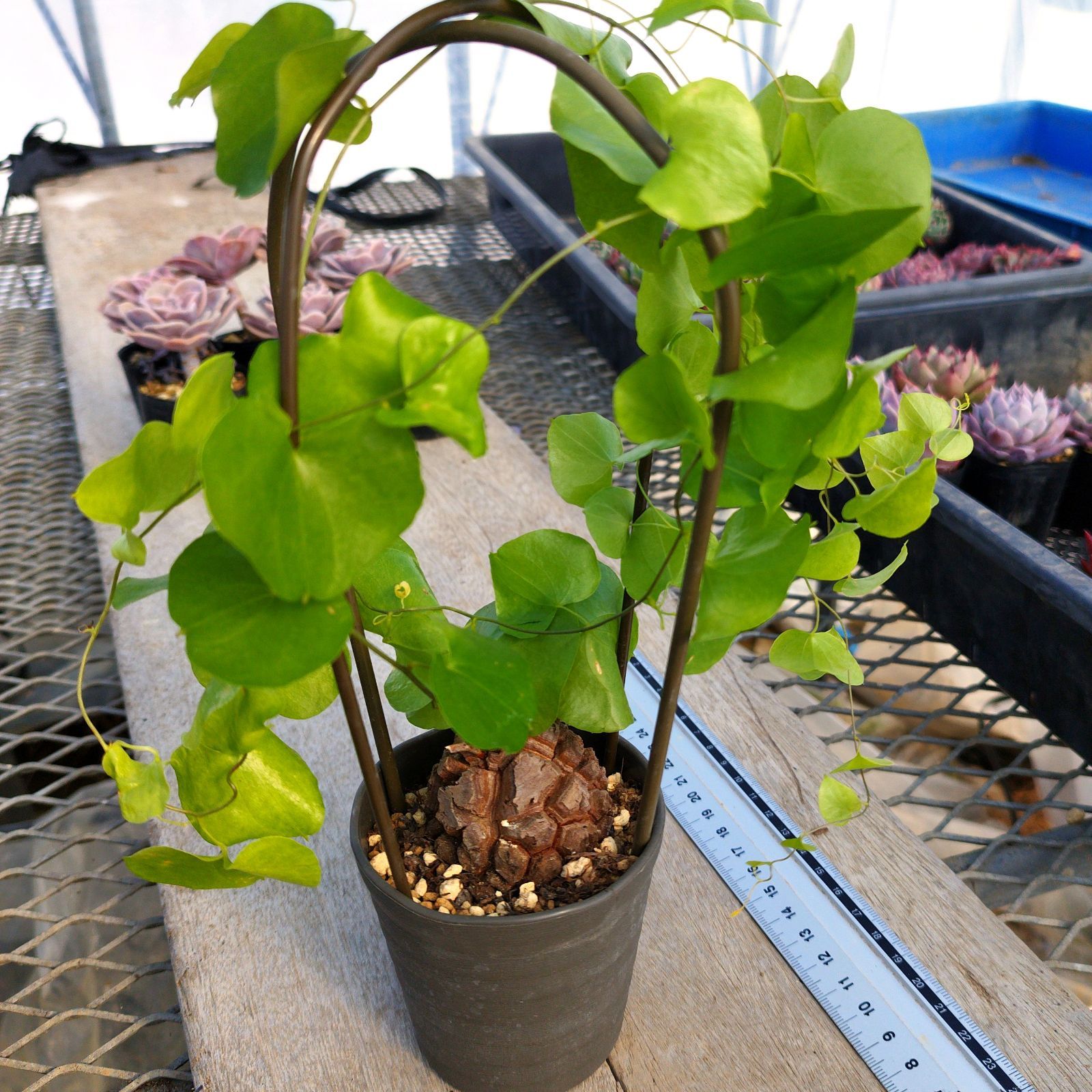 塊根植物 アフリカ 亀甲竜 実生 ポットごと - メルカリ