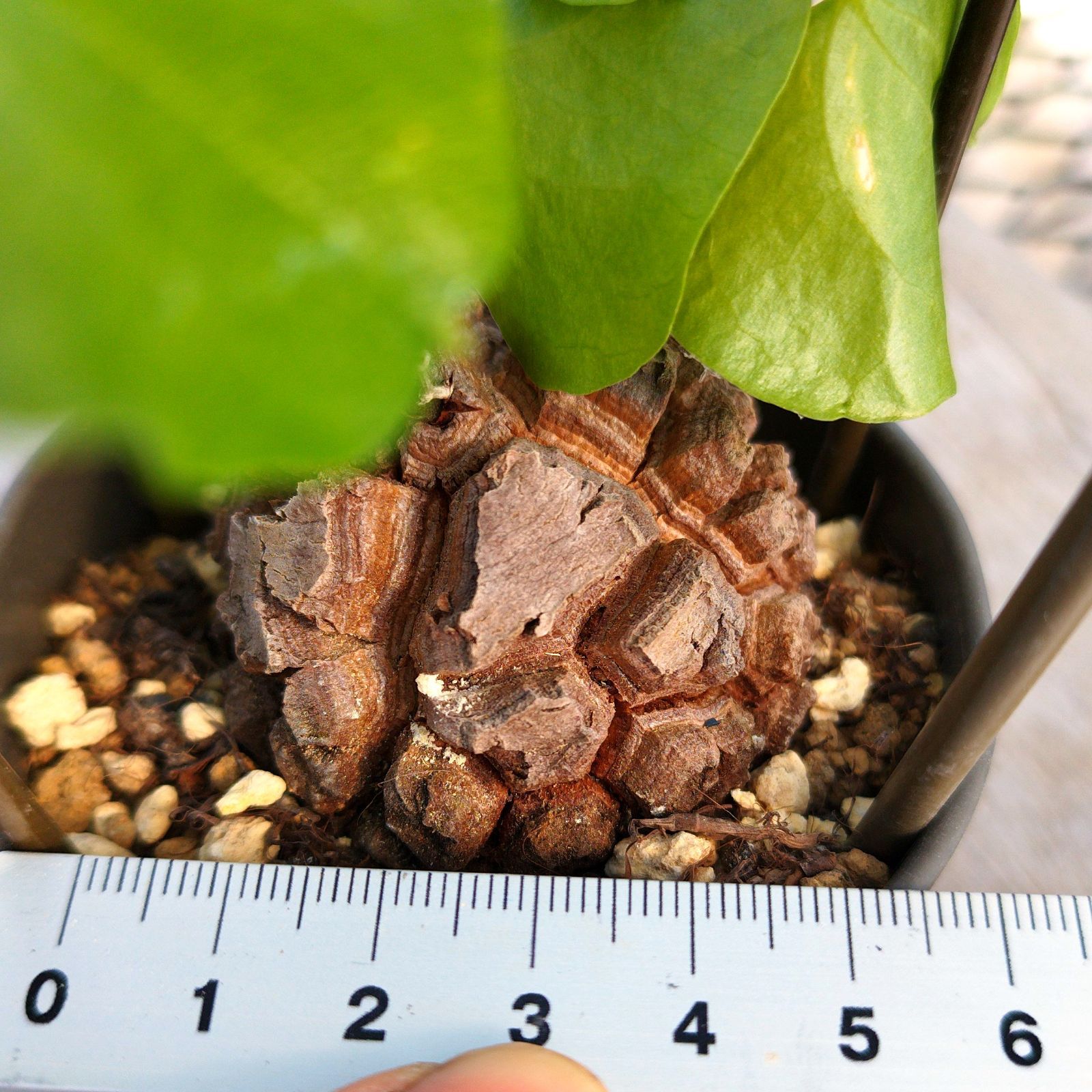 塊根植物 アフリカ 亀甲竜 実生 ポットごと - メルカリ