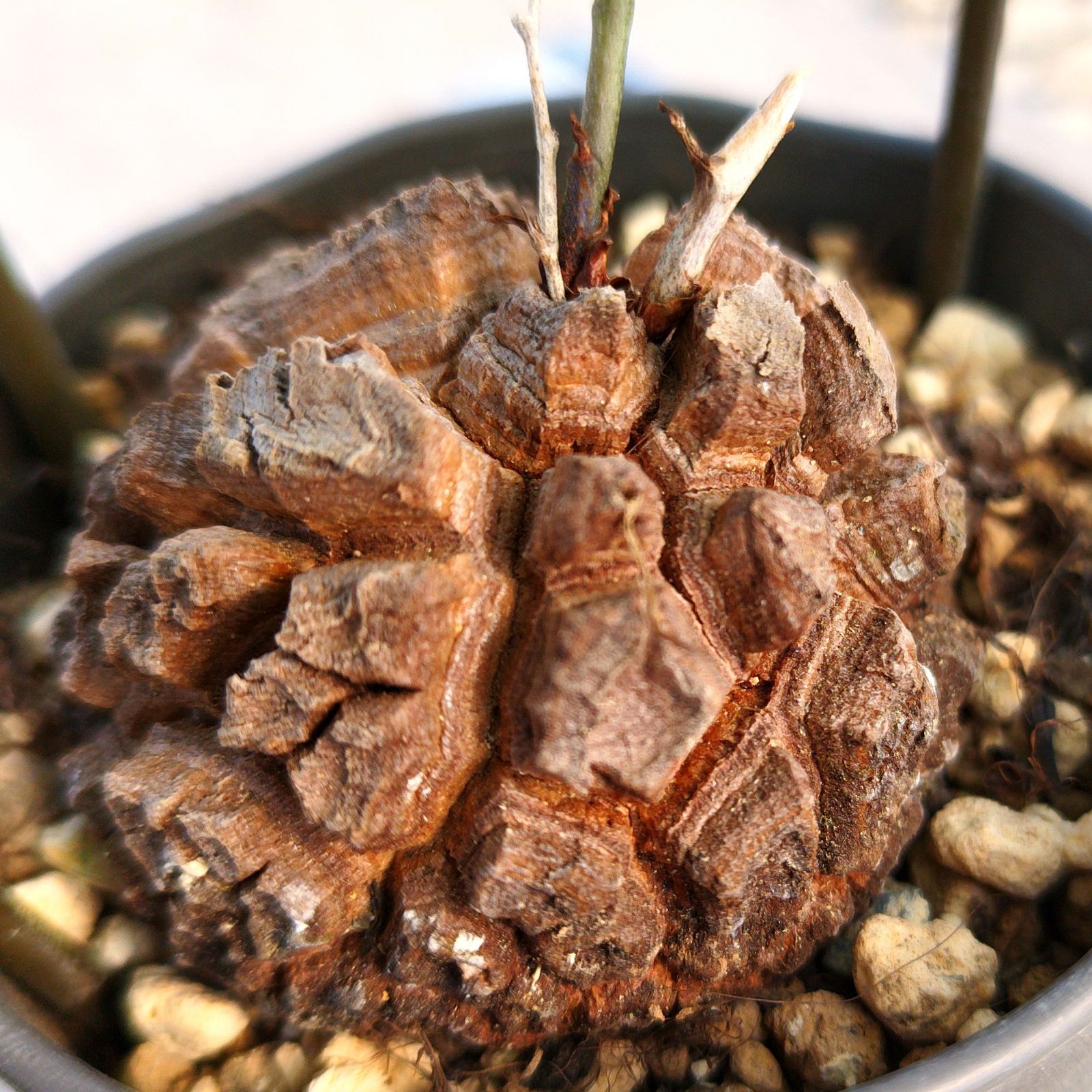 塊根植物 アフリカ 亀甲竜 実生 ポットごと - メルカリ