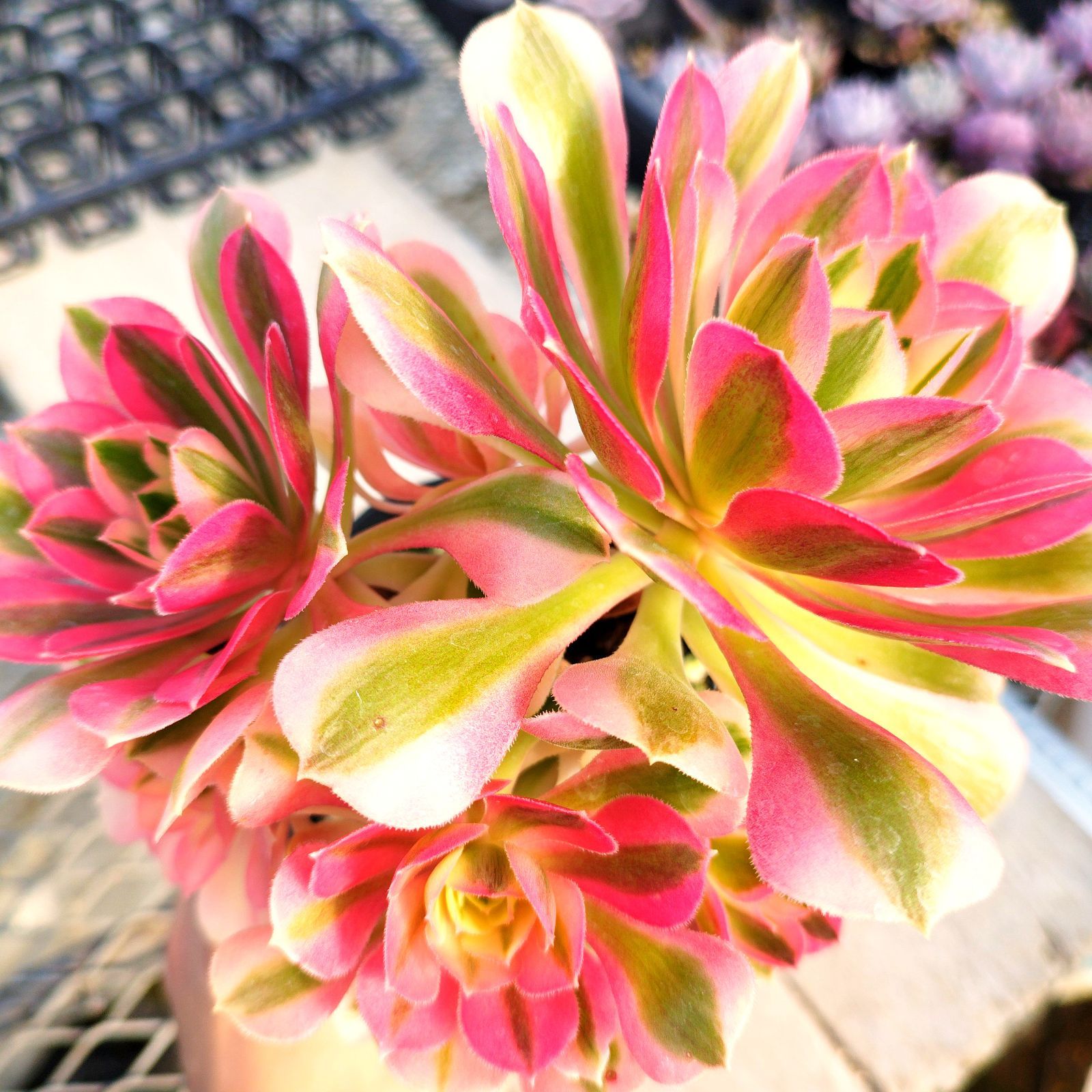 多肉植物 アエオニウム ピンクウィッチ 抜き苗 - メルカリ