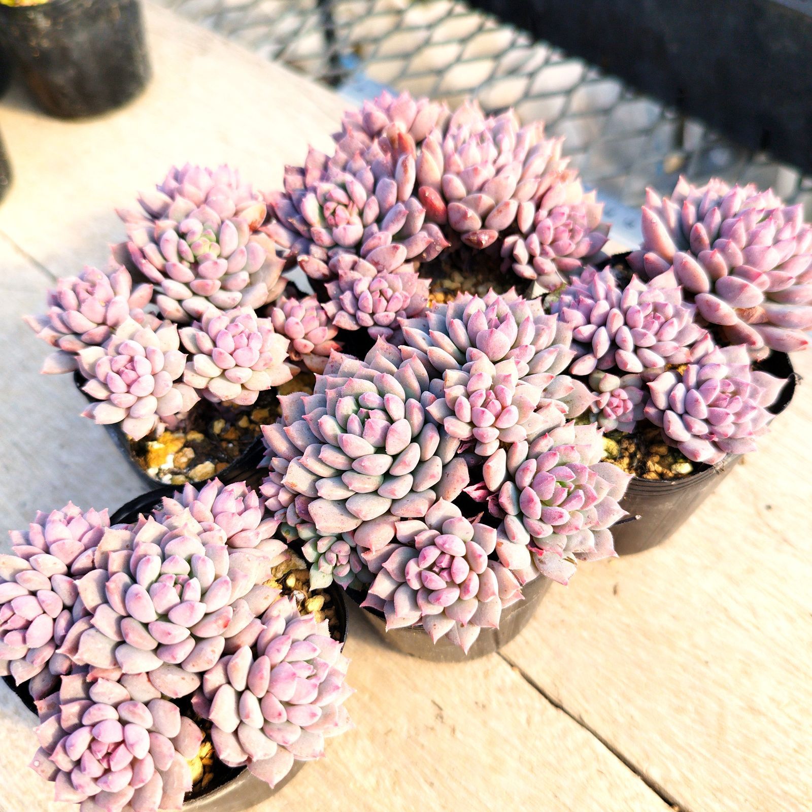 多肉植物 エケベリア クリッシーエヌライアン 5苗セット 抜き苗 - メルカリ