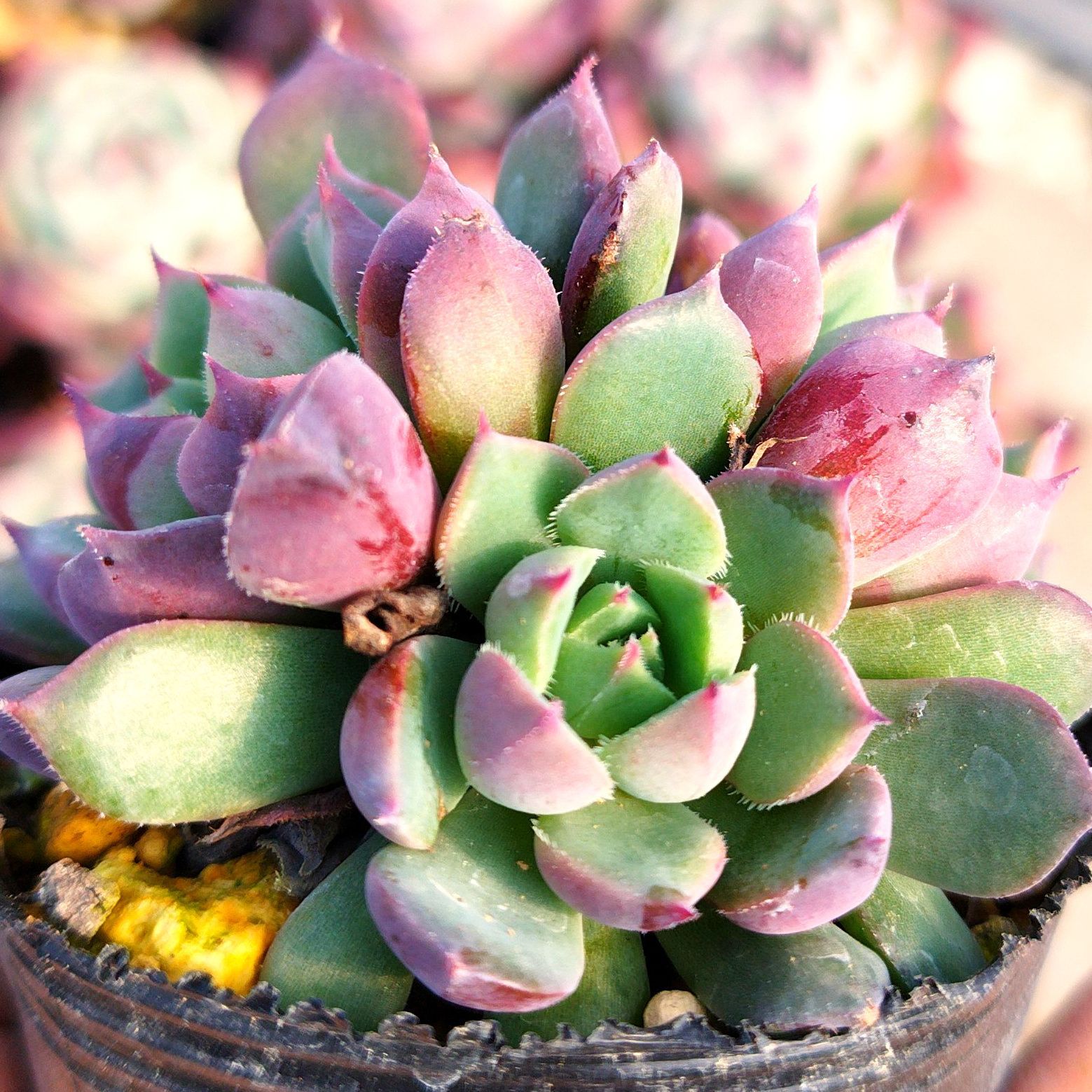 多肉植物 エケベリア コロラータタパルパ✕セトーサミノール 実生 抜き