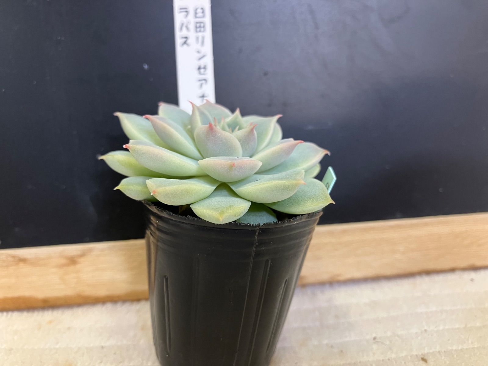 臼田リンゼアナ×ラパス 札なし ポットごと 第四種郵便 - メルカリ